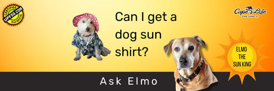 Can I Get a Dog Sun Shirt? - Ask Elmo